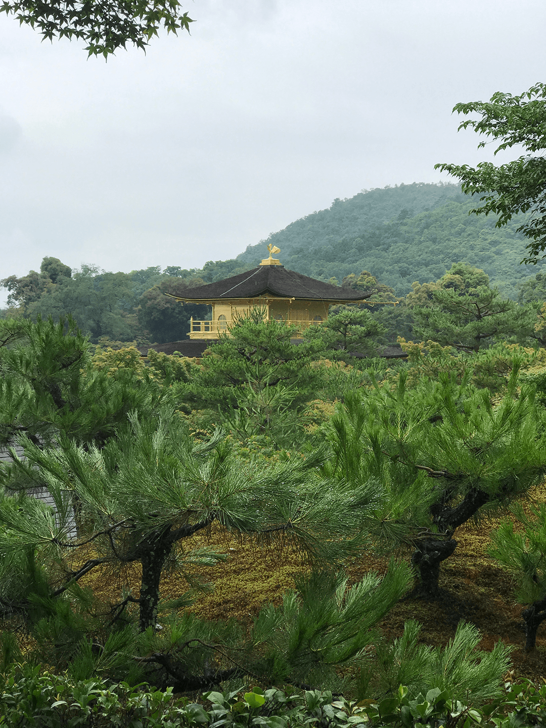 Questions - Kinkakuji Kyoto Golden Temple Walkthrough – 4 Reasons To See Kinkakuji Golden Pavilion 🇯🇵 ⛩ 🌸