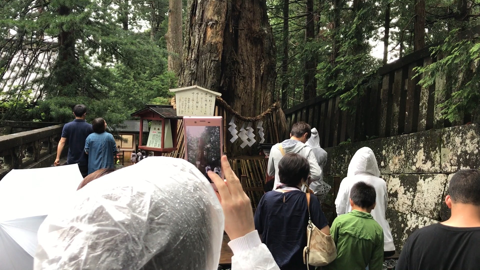 Sacred Tree - Nikko Toshogu Shrine Japan Review Blog Guide List View Video 2017 ⛩ 🏯 🌸